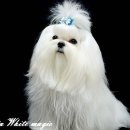 그리시아 화이트 매직 이미지