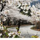 제천 청풍호 벚꽃축제 이미지