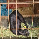 미리내 염소농장 이미지