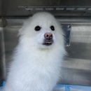 오룡 동물병원 이미지