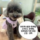 하이펫 애견샵 이미지