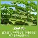 오동나무한의원 이미지