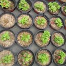 광영 농장 이미지