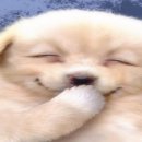 미소임당 이미지