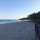 평해사구습지 이미지