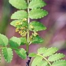 (주)비타민나무 이미지