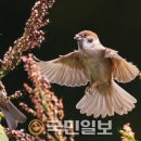 참새