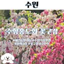 수원천 | 황매화 수원가볼만한곳 산책코스 수양홍도화 조팝나무 애견동반 꽃구경 수원천 후기