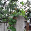 여주-0461 이미지