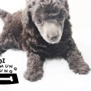 가정견1회분양 이미지