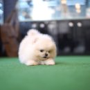 베이비몽 강아지분양 인천청라점 이미지