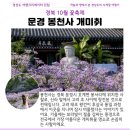 민봉천 | 경북 문경 봉천사 개미취 축제 개화 상황 10월 가볼만한곳