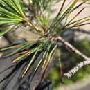 소나무병원 이미지