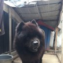 &#39;반려견&#39;이라는 말의 의미 이미지