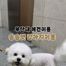 송송펫 이미지