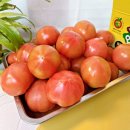 산직농장 | 이슬빛농원 직접 생산해서 판매까지 안강 찰토마토 5kg