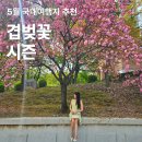 5월 국내여행지 추천 베스트! 겹벚꽃 개화시기 아직끝아냐