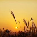 하늘공원 이미지