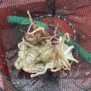 반도낚시점 | 태안반도 안흥항 쭈꾸미 바다 낚시 체험 안흥은진낚시점 방문 후기