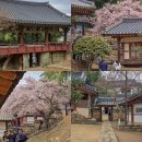 매화꽃필무렵 민박 | 경남 밀양 가볼만한곳 밀양향교 매화 만개 대구근교 드라이브 코스