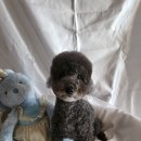 멍멍이컷 이미지