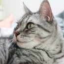 한전울타리 옆(위) | 방묘문 방묘창 세이펫 펫도어 고양이 울타리 안전문