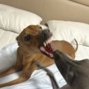 강아지테마파크 이미지