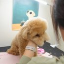 왈왈애견 이미지