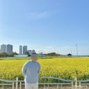 NR-7[동해대로]-하-86 | [속초] 당일치기 여행 마지막편 │우연히 만난 유채꽃밭(외옹치해수욕장), 속초아이대관람차, 장칼국수...