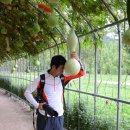 태화강 나룻배 이미지