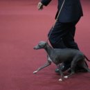 보성이탈리안그레이하운드 이미지