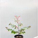 페니잉글리쉬
