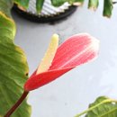 미셸파주 | [경기 파주시] 흙이 보배다. 마켓풀럽 후기