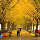 은행나무길 이미지