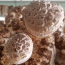 홍제원농장 이미지