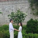 연화 Daum카페