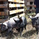 지리산청정흑돼지 이미지