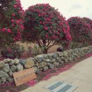 동백목장 이미지