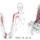 마디들