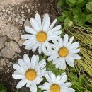 고향의 여름 이미지