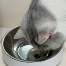프로 자취러의 필수템! 강아지 고양이 자동급식기 추천 , 수린펫 자동급식기