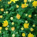 황금발태권도 이미지