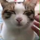 완산행정사사무소 이미지