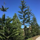 아라우카리아 [Norfolk island pine (Araucaria heterophylla)] 이미지