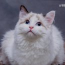 신영통동물병원 이미지