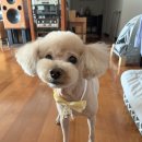 스프링그루밍 이미지