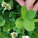 네잎클로버 이미지