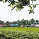 여의실 | 평택시(平澤市) 지명유래 - 동洞지역(1)(2)