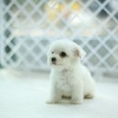 몽프리제 이미지