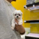 나라애견본점 이미지